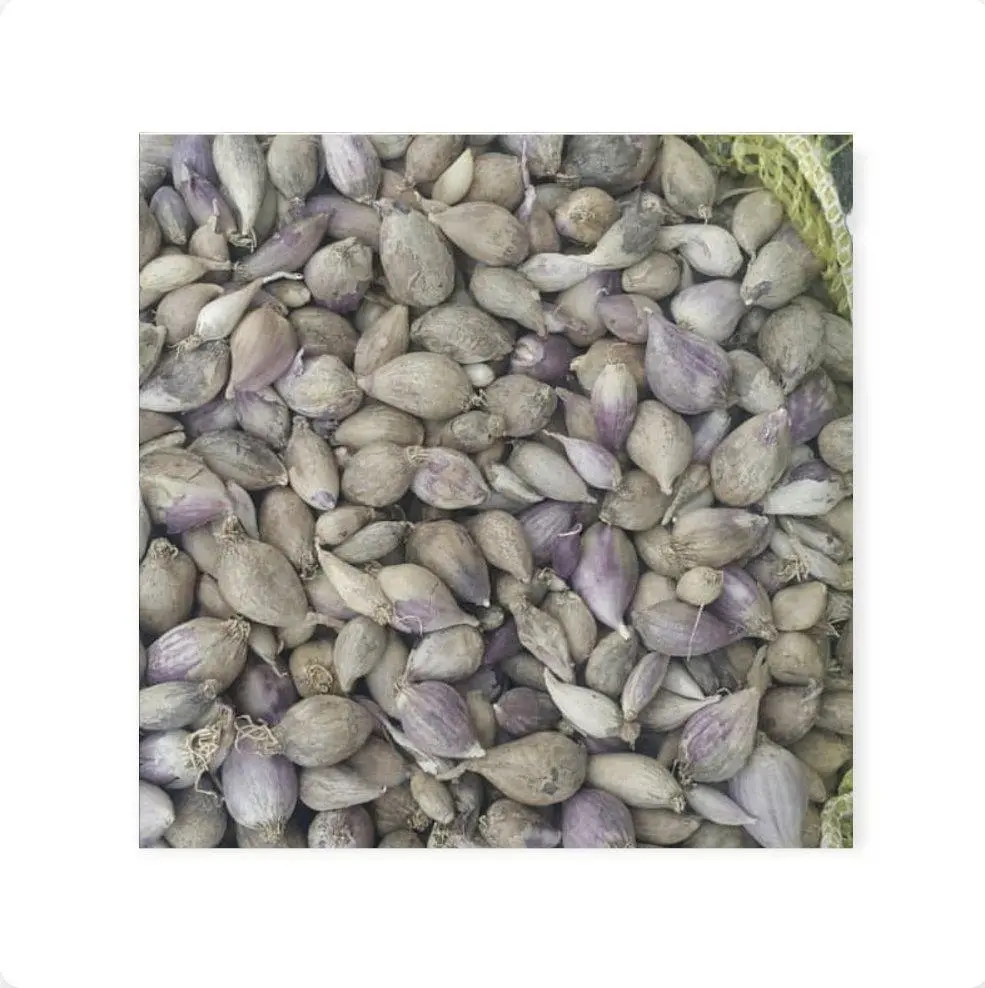 الثوم الذكر اليمني 250 جرام